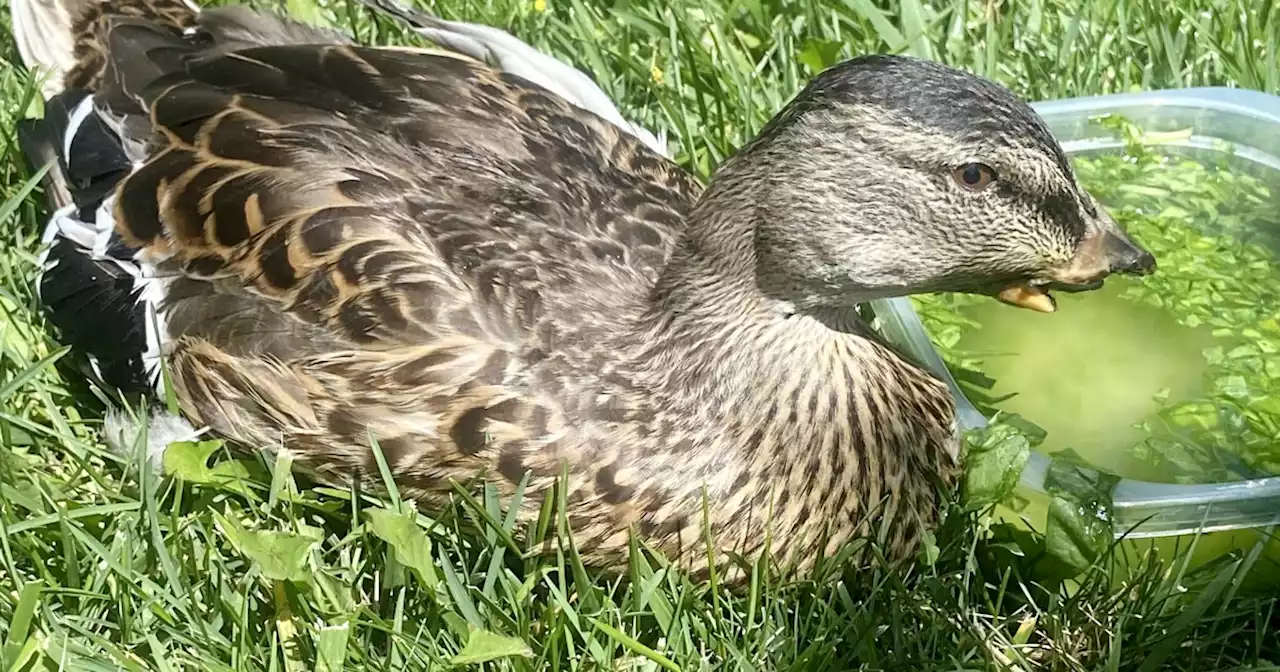 Third duck with beak removed is found in Fountain Valley park; animal activists fear it's intentional