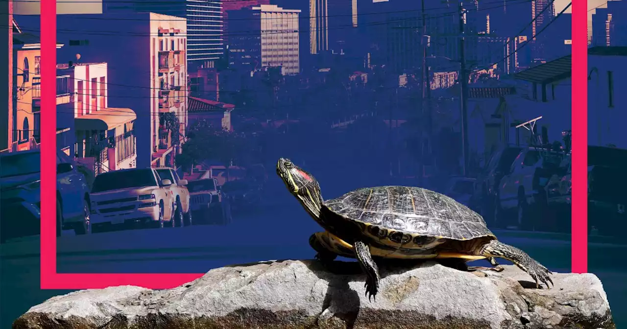 What's the deal with all the turtles in Los Angeles parks?