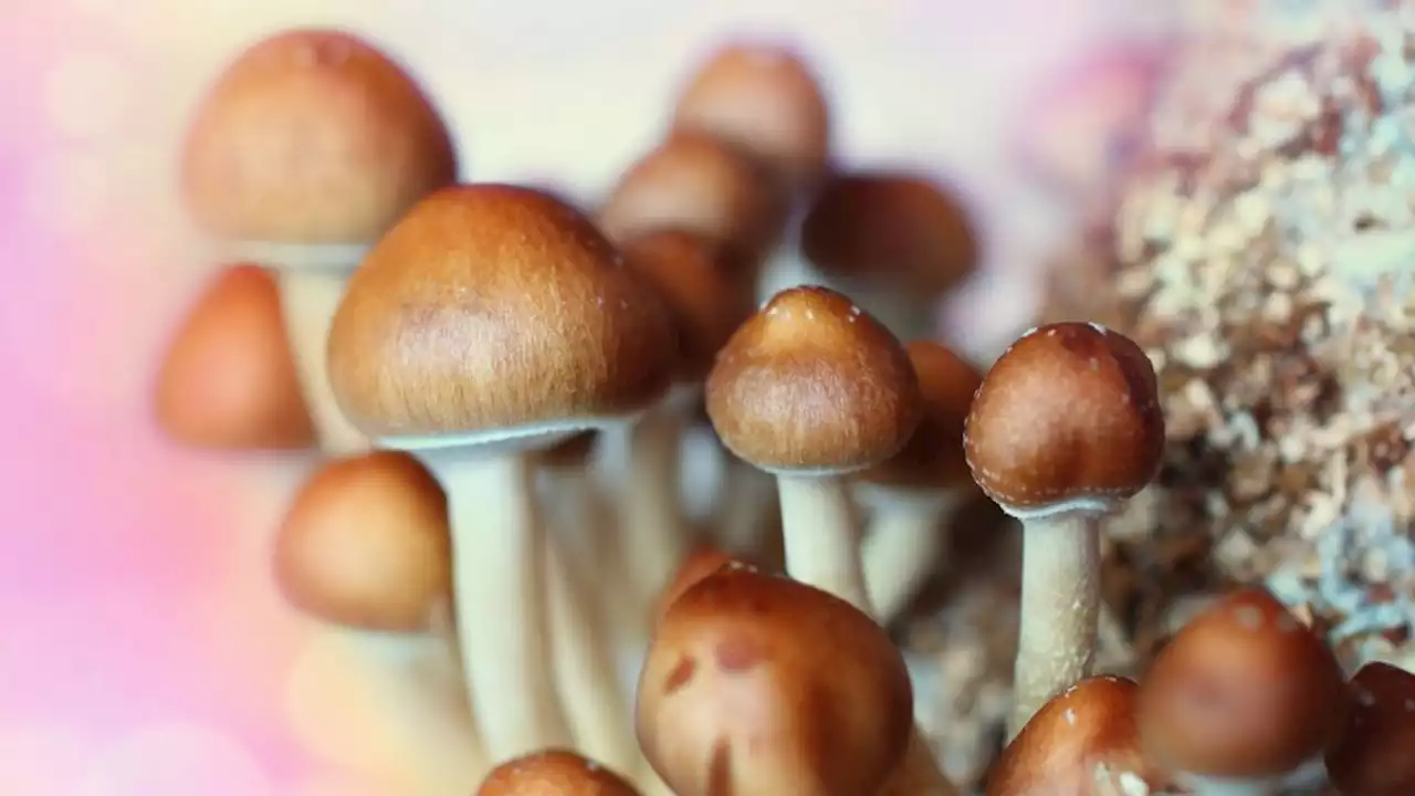 'Magic mushroom' psychedelic could treat alcohol addiction, trial finds