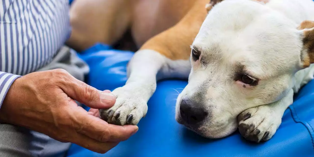 Dozens of dogs died from a parvovirus-like illness --- what owners need to know