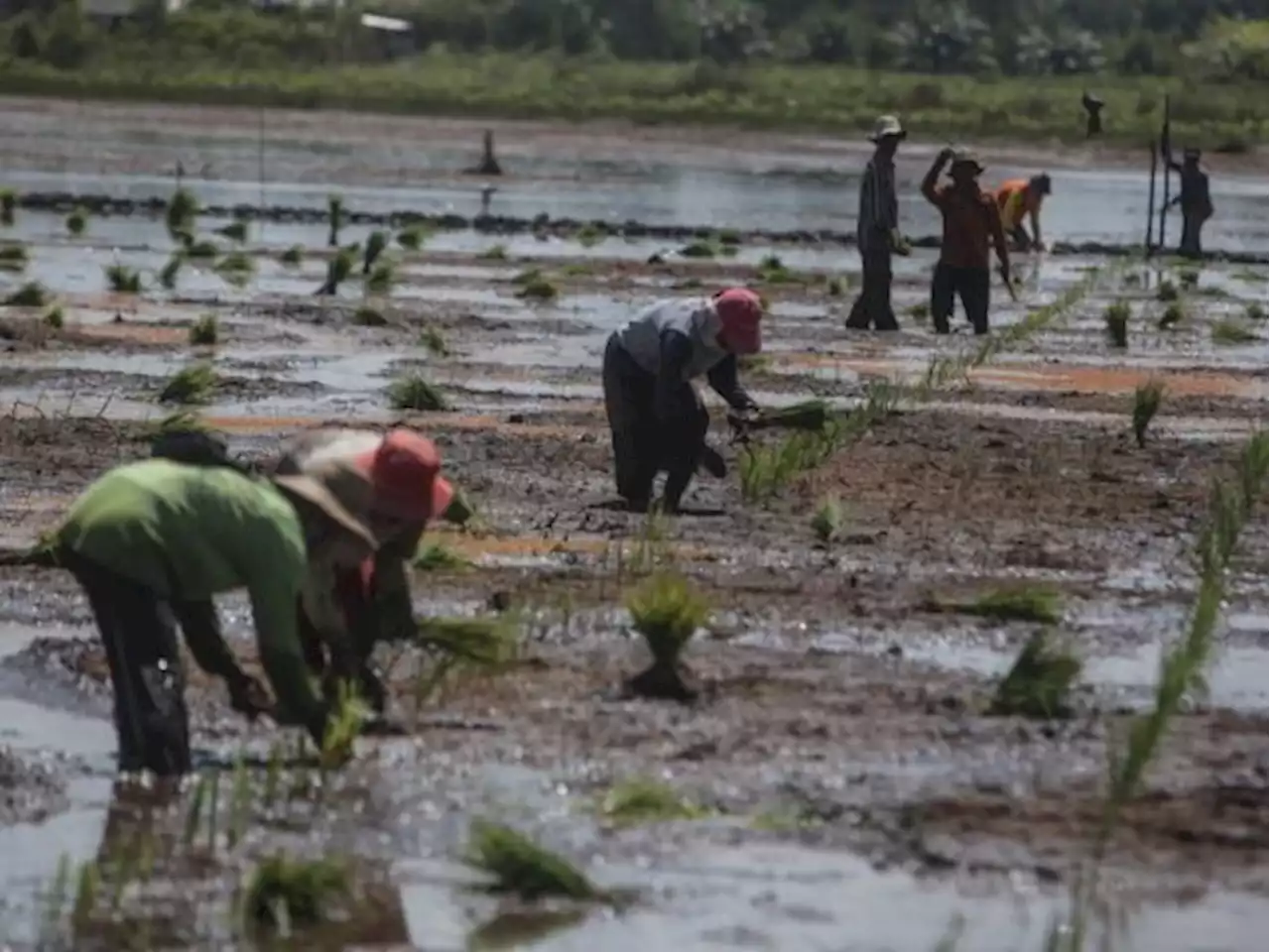 Dua Tahun Food Estate, Produktivitas Petani Meningkat