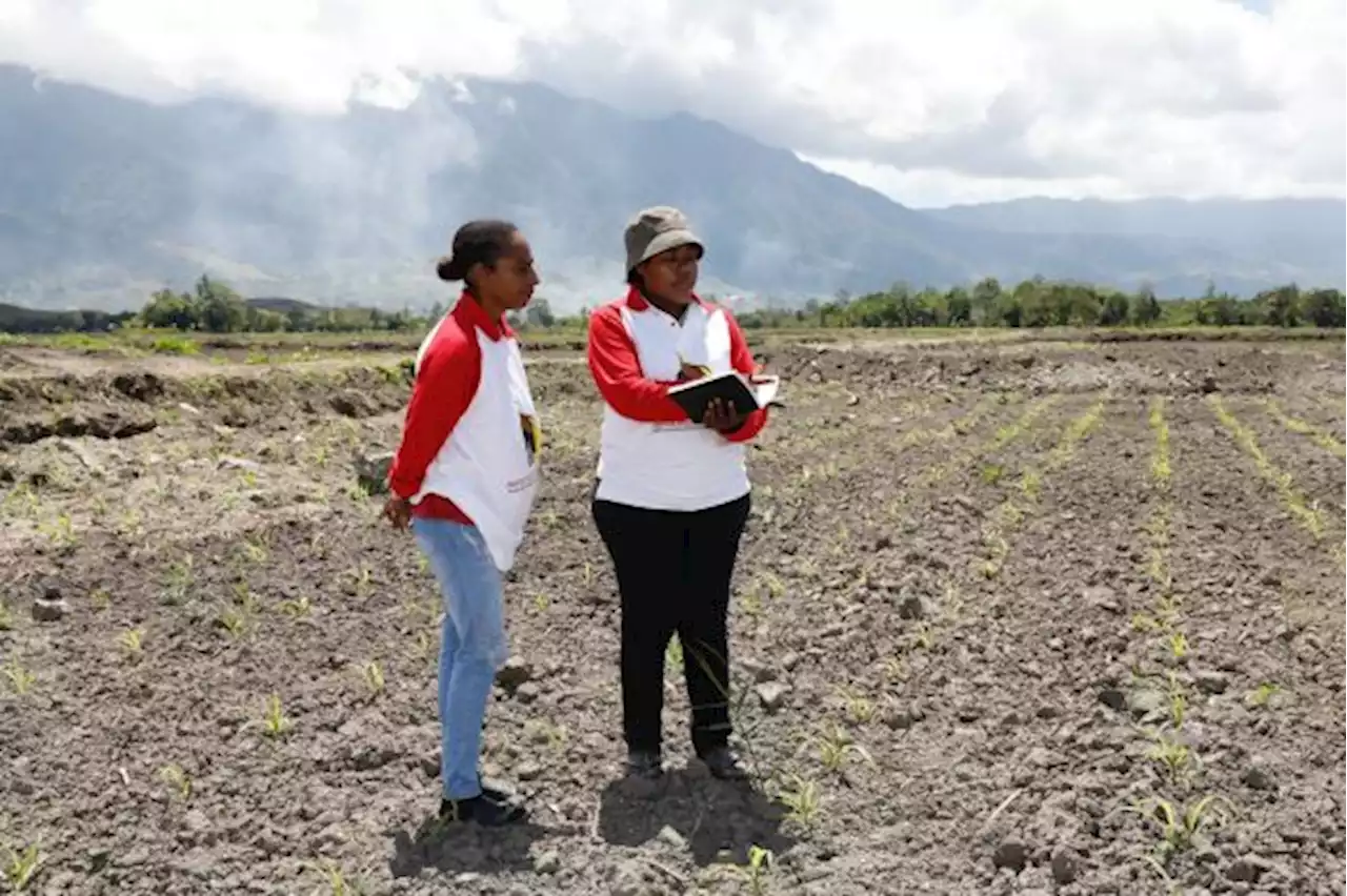 Papua Muda Inspiratif Binaan BIN Fasilitasi Petani Papua Kelola Lahan Jagung 83,62 Ha