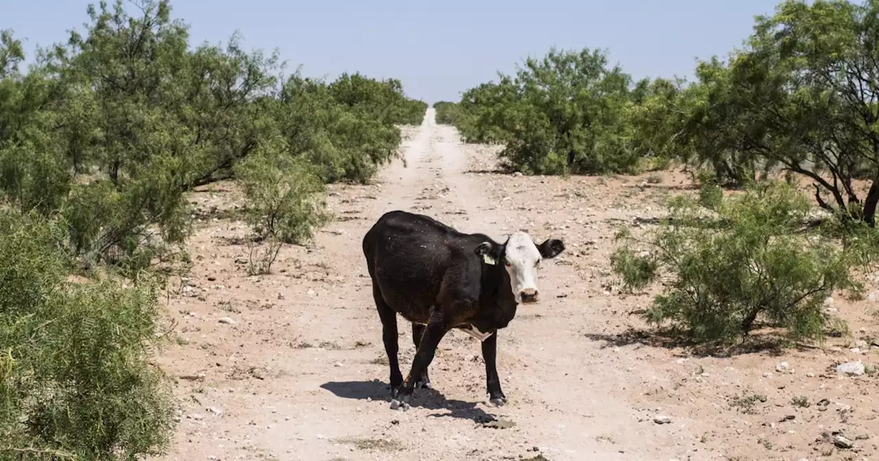 Dry pastures force Texas ranchers to slaughter ever more cows