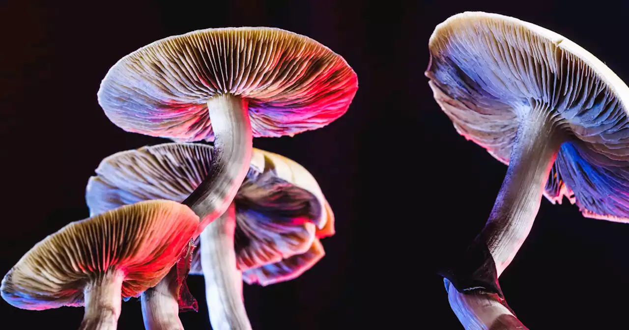 Does psilocybin change your brain? How the ingredient in magic mushrooms may ease addiction