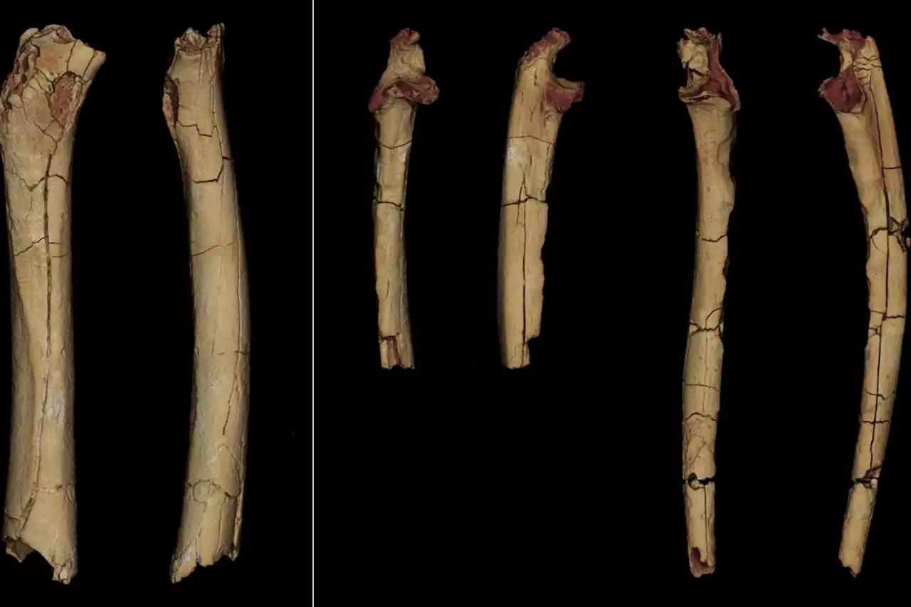 Human ancestors may have walked on two legs 7 million years ago