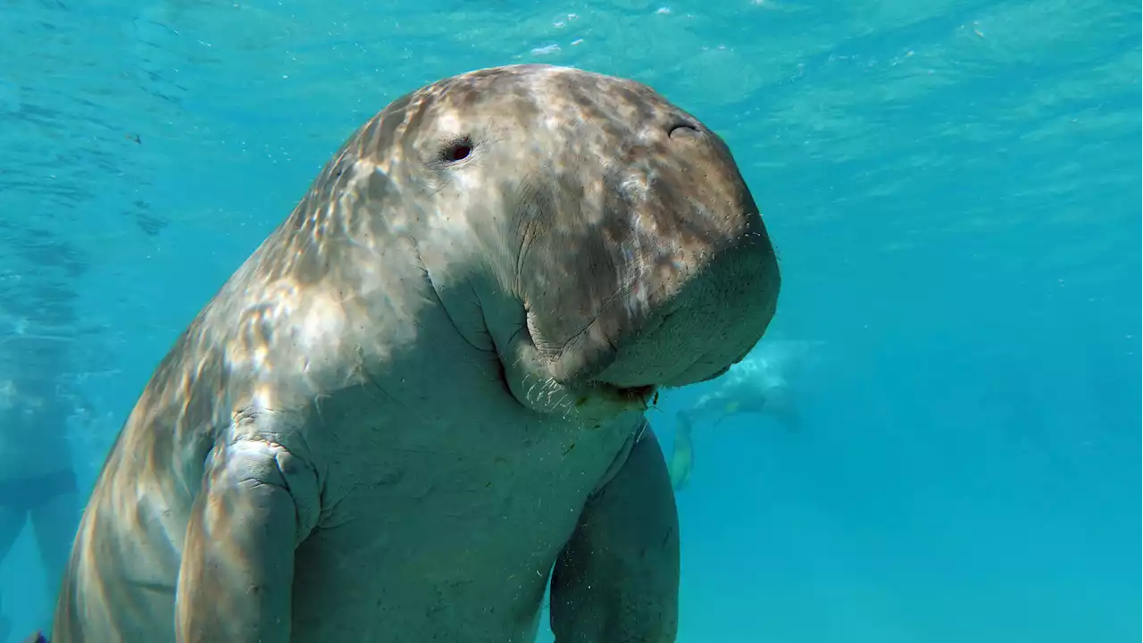 Dugong has officially been declared extinct in China