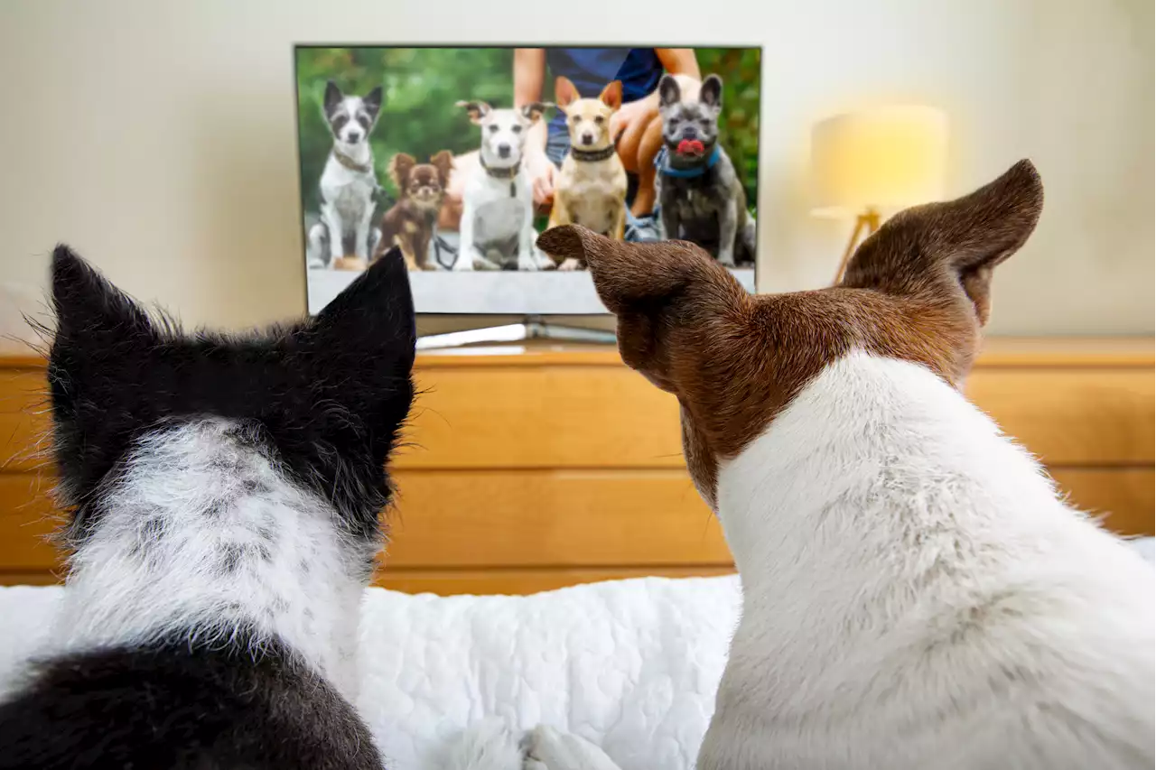 Huskies watching cartoons as part of their morning routine delights viewers