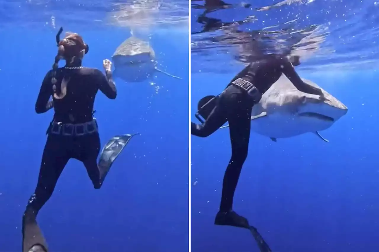 Scuba diver demonstrates how to prevent shark attack — on live shark