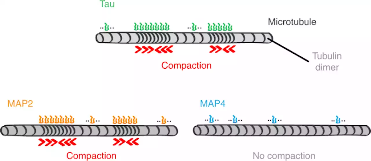 Microtubule lattice spacing governs cohesive envelope formation of tau family proteins - Nature Chemical Biology