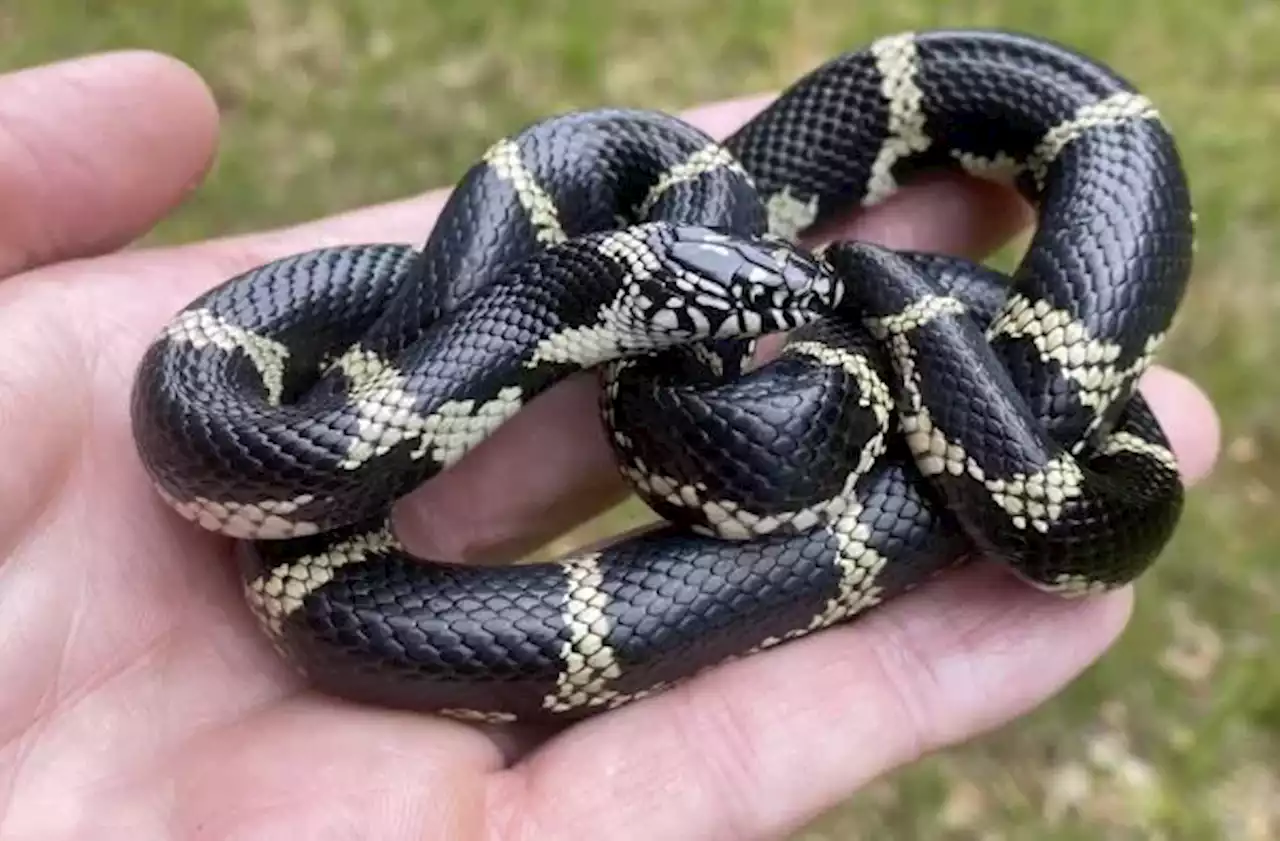 Virginia researchers work to track and learn about eastern kingsnake