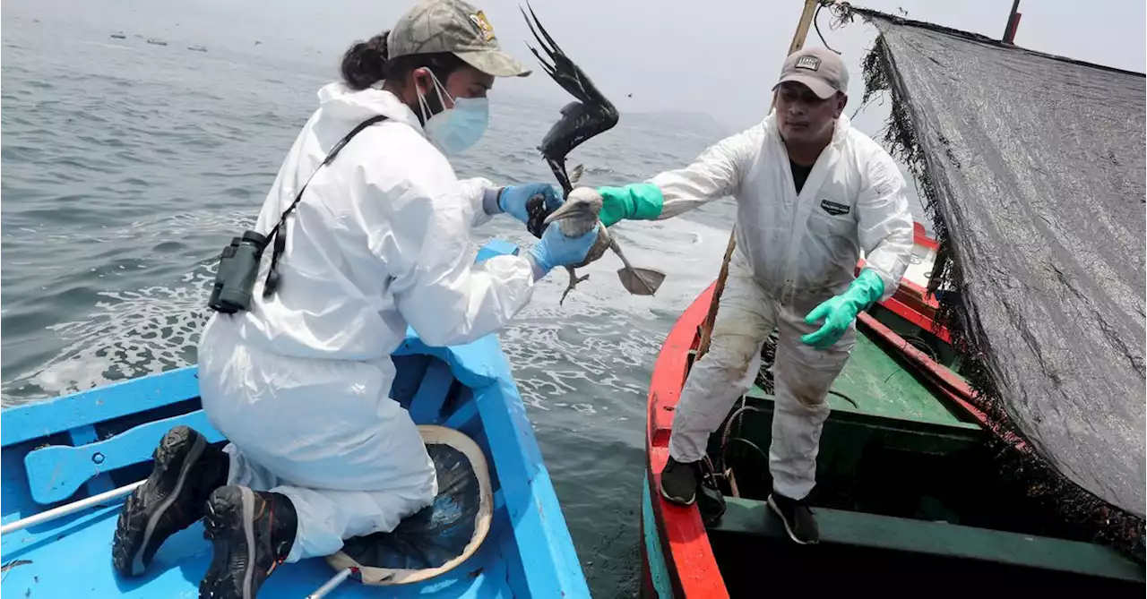 Peru's $4.5 bln lawsuit against Repsol over oil spill to go to court