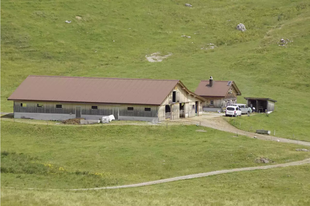 Der Laufstall auf der Alp - Schweizer Bauer