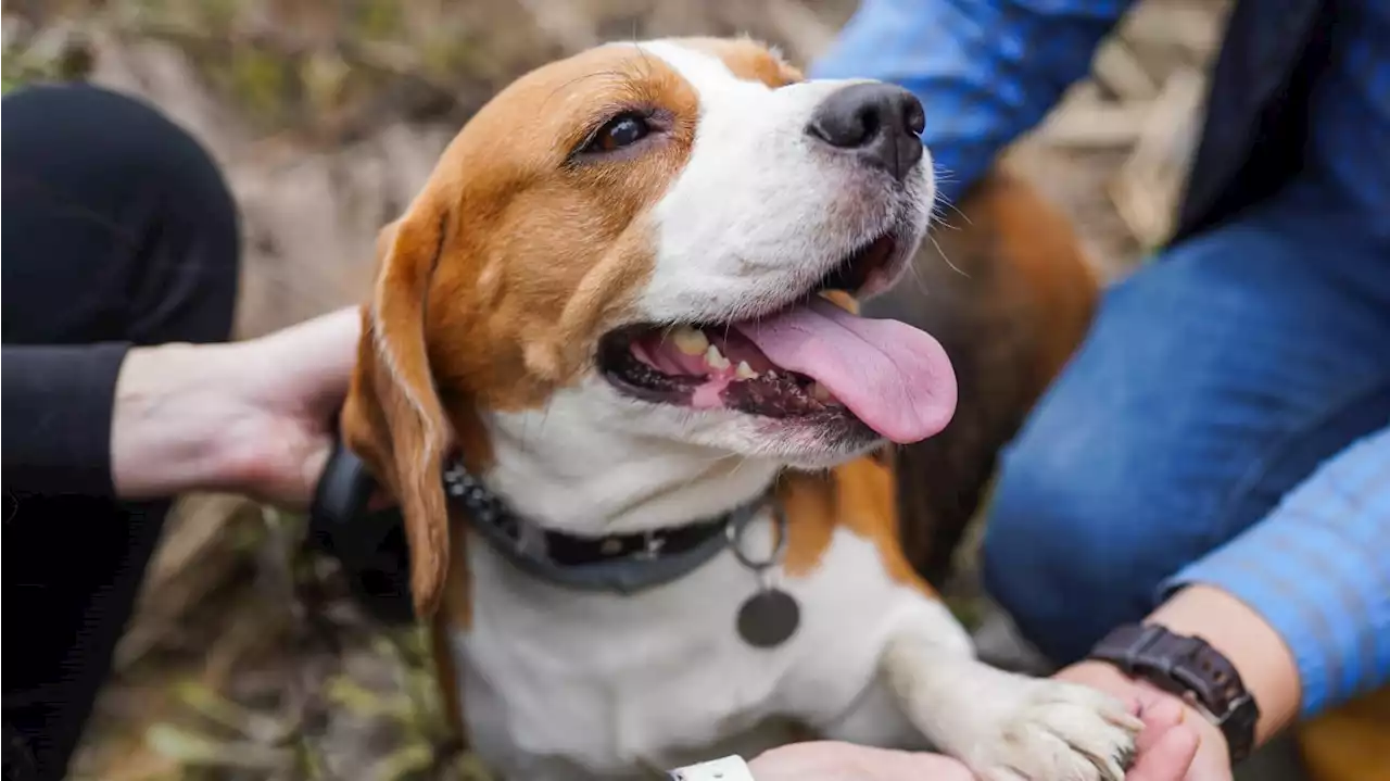 Meghan Markle and Prince Harry Adopt Beagle Rescued From Squalid Research Plant