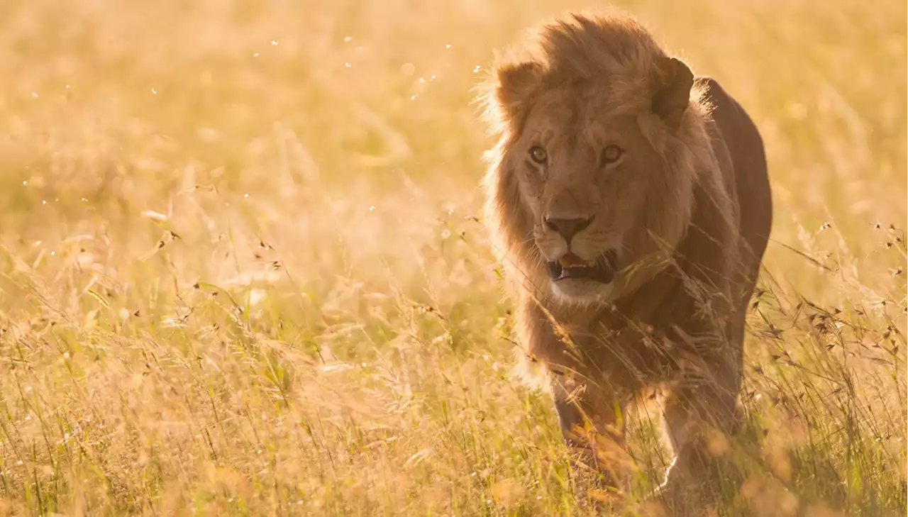 Lion: The Rise and Fall of the Marsh Pride revealed a depressing clash of humanity and nature