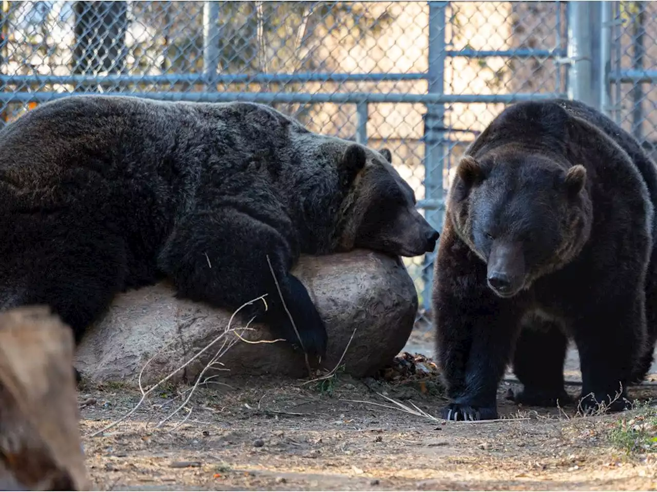 Saskatoon's zoo to celebrate 50 years with low-cost admission, special treats for the critters