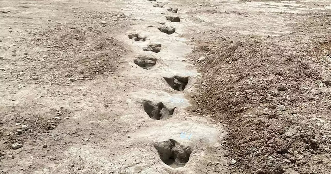 113-million-year-old dinosaur tracks uncovered at Texas park