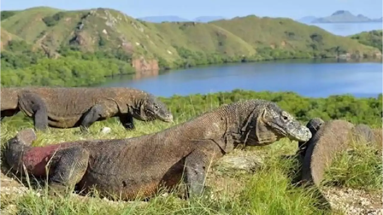 DPR Kecam Tarif Pulau Komodo 3,7 Juta, : Kelucuan di Negeri Ini