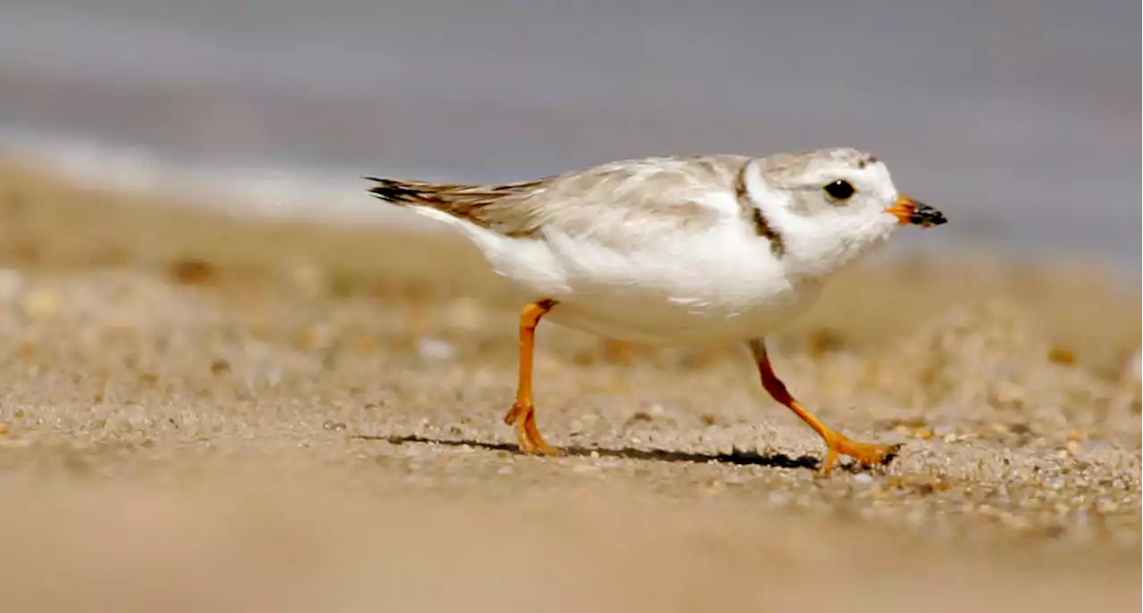 Wildlife groups are reporting a record number of piping plovers in Maine this summer