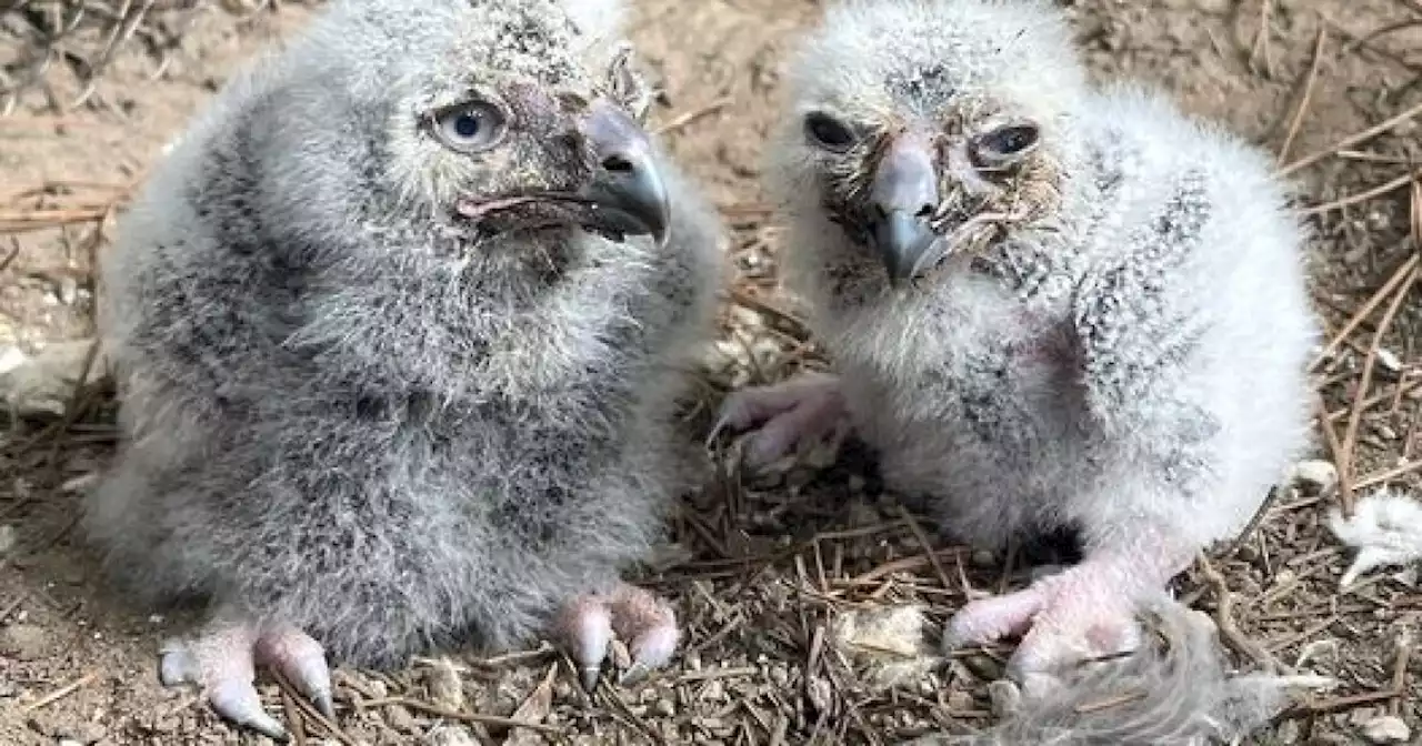 Akron Zoo's 2 newborn snowy owlets die at 3 weeks old