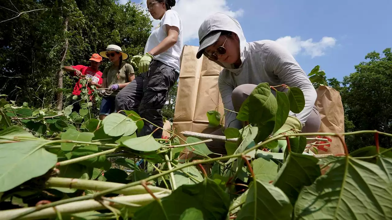 Native groups seek to repair lands damaged by colonization