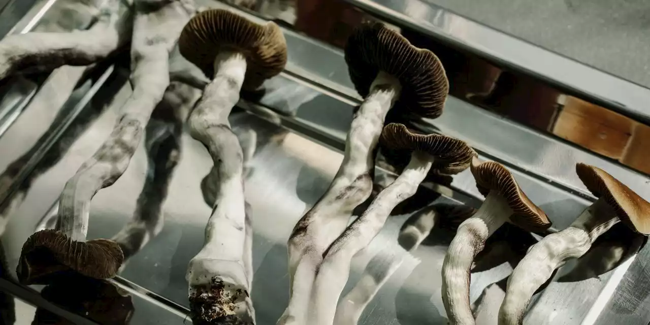 Psilocybin, Psychedelic Compound in Magic Mushrooms, Shown Effective for Alcohol Addiction