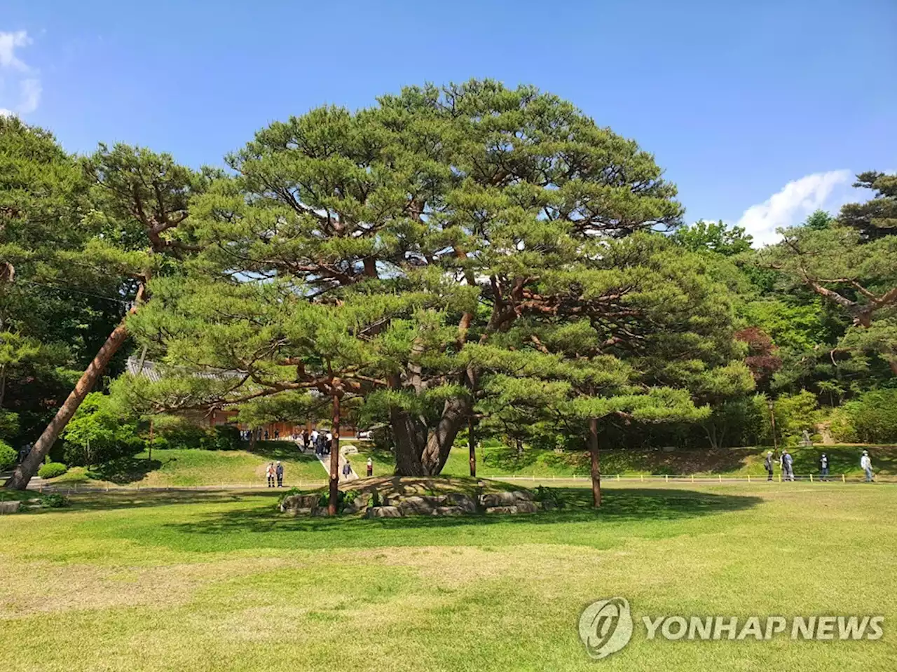 청와대 녹지원 반송·상춘재 말채나무 등 천연기념물 된다 | 연합뉴스