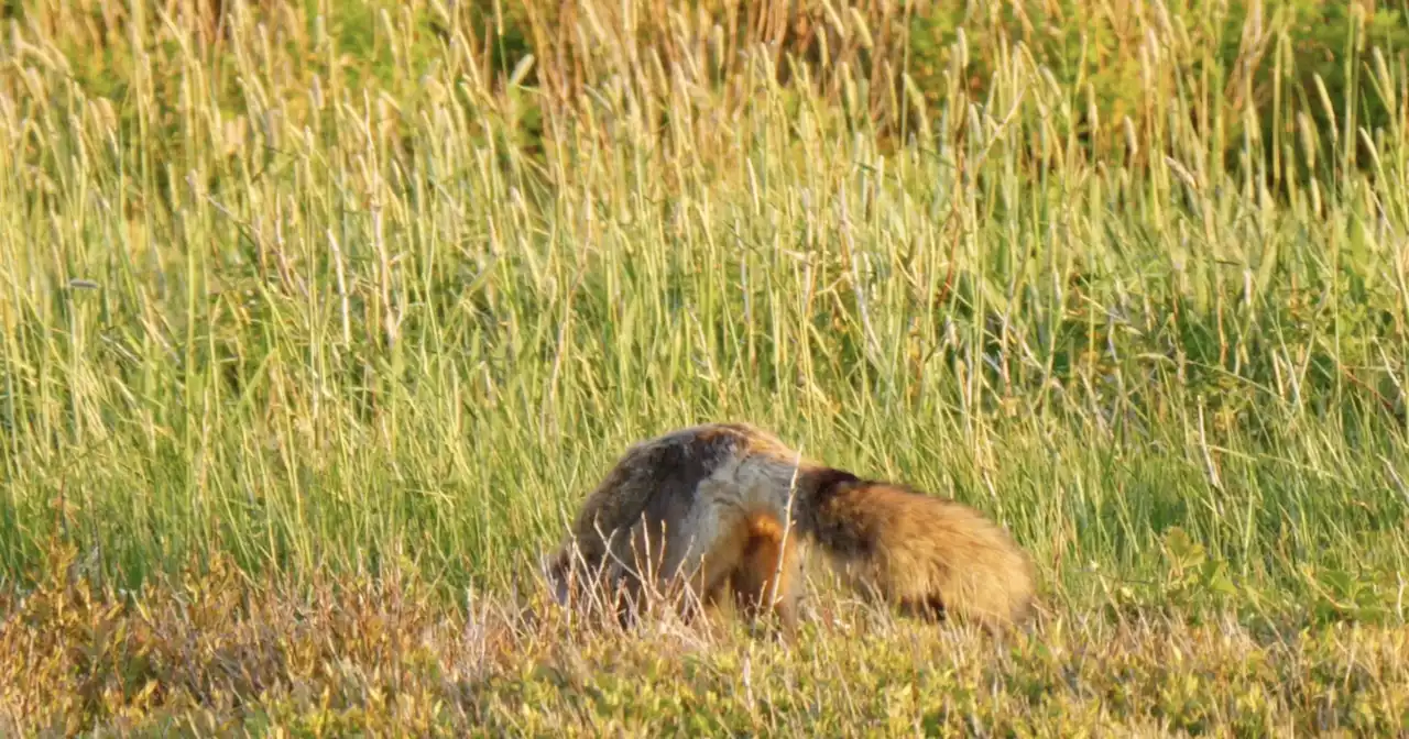 Video shows aggressive fox with rabies attack woman as she fights it off