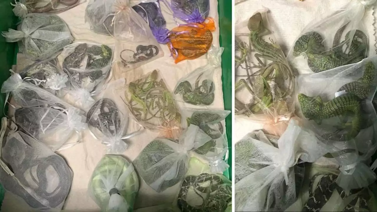 Man caught carrying reptiles in clothing pleads guilty to smuggling