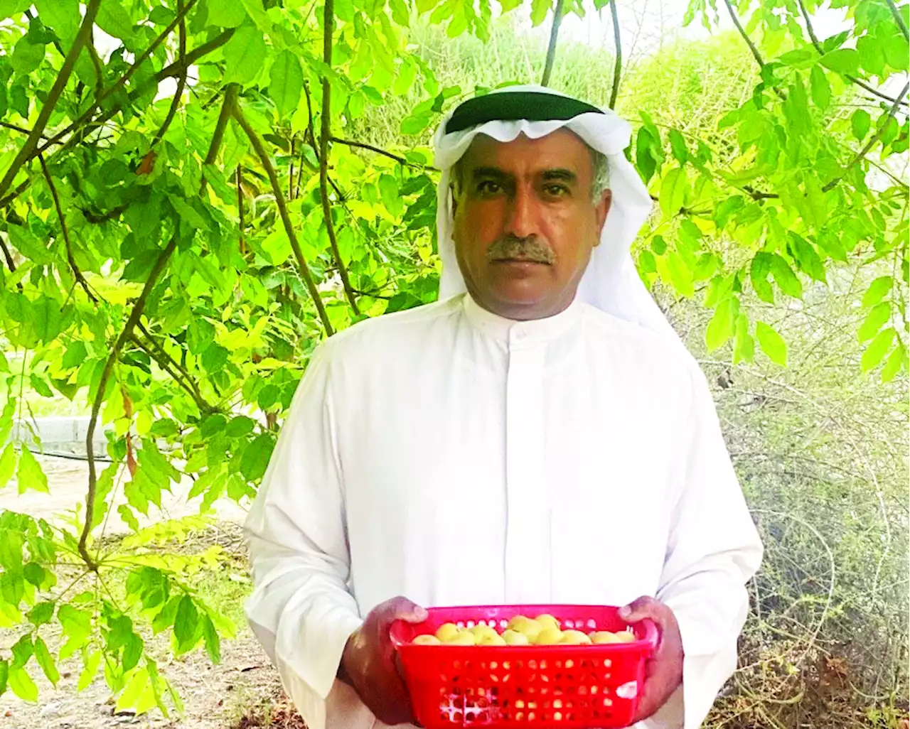 «الهمبو» معمرة عملاقة وارفة الظلال
