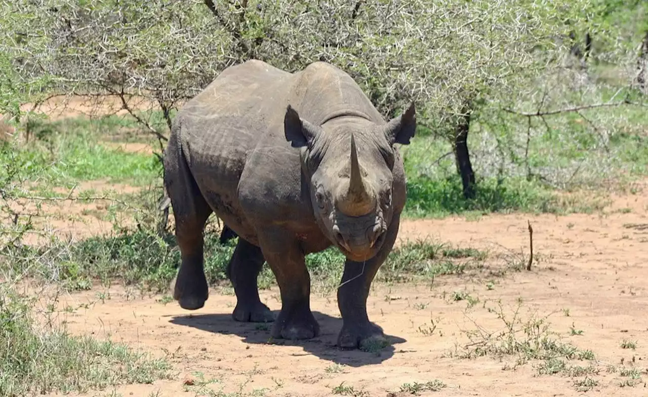 Africa: Rhino Poaching Down, but Population Still Decreasing