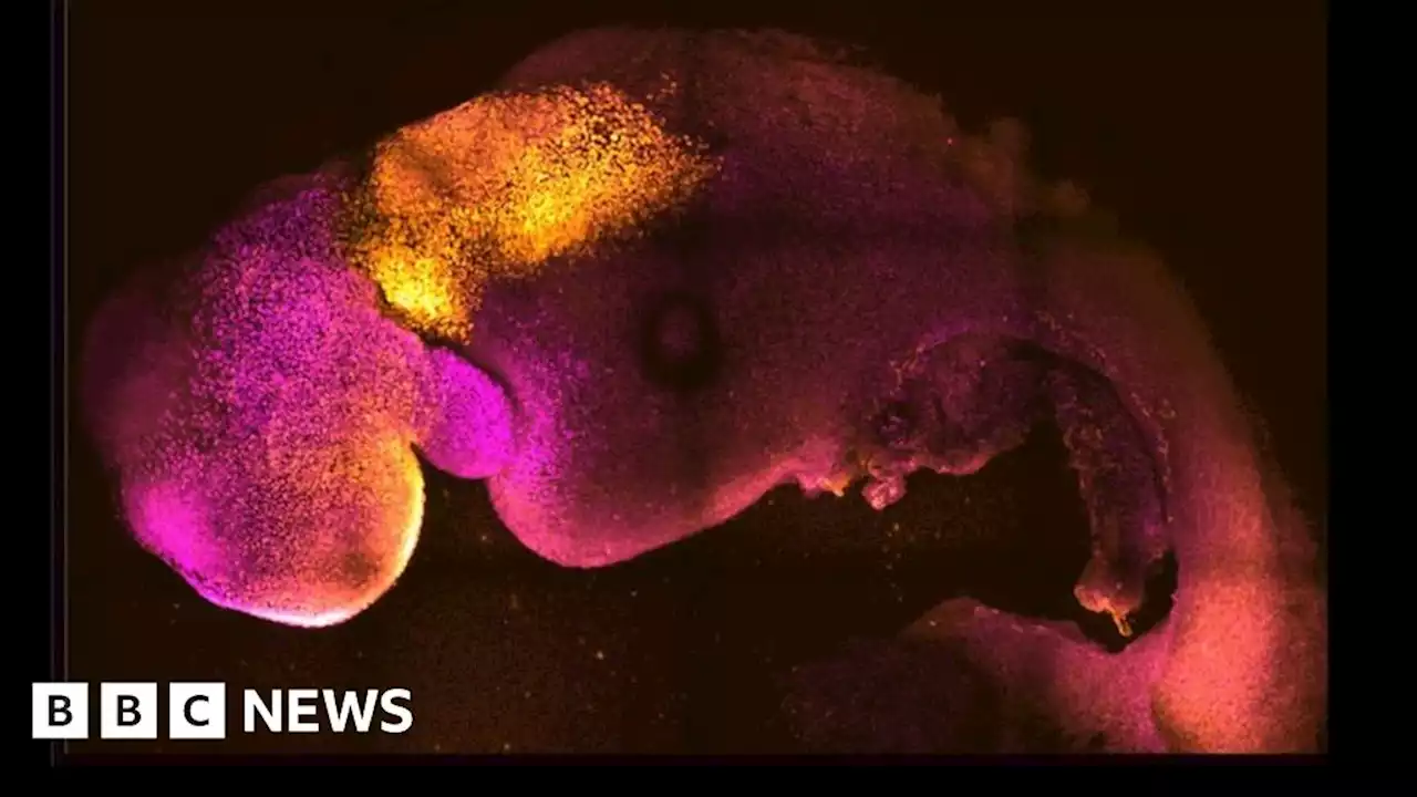 Synthetic mouse embryo develops beating heart