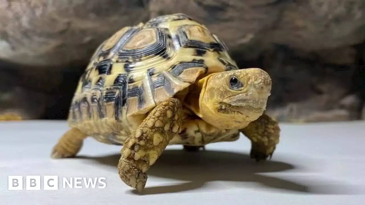 Cost of living: Ossett reptile rescue centre bursting with unwanted pets