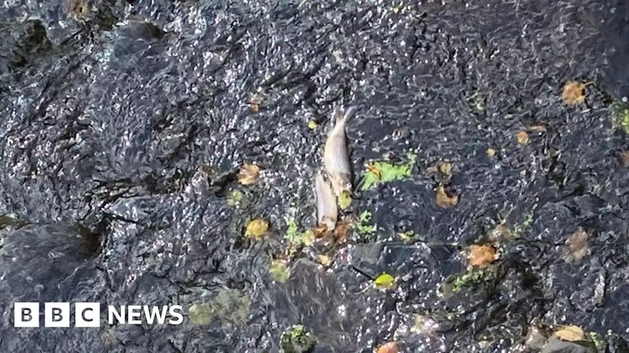 River Lagan 'major' fish kill reported