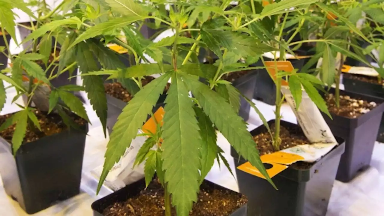 Aurora Cannabis buys controlling stake in Bevo Agtech - BNN Bloomberg