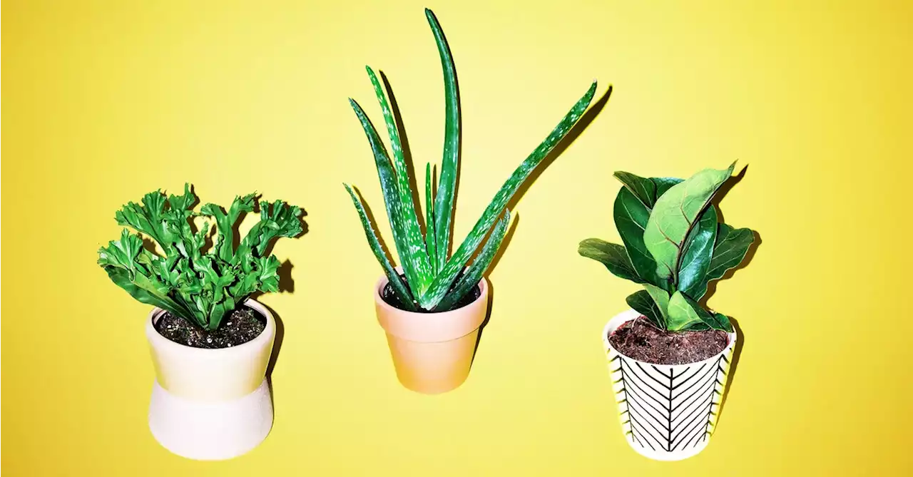 Best Indoor Plants For Aspiring Plant Parents