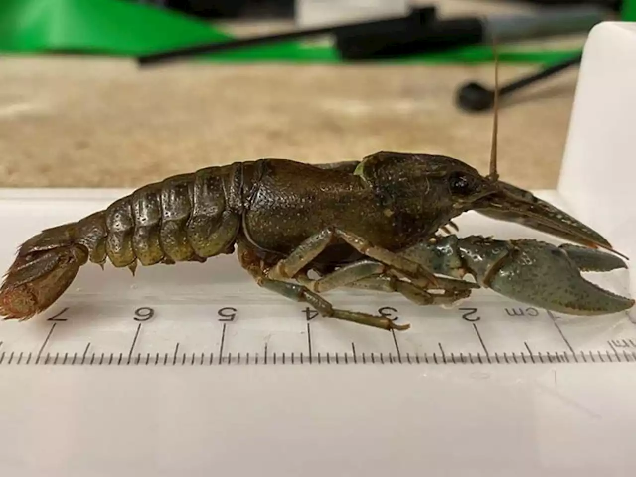 'They're not supposed to be here': Invasive crayfish found in Banff National Park