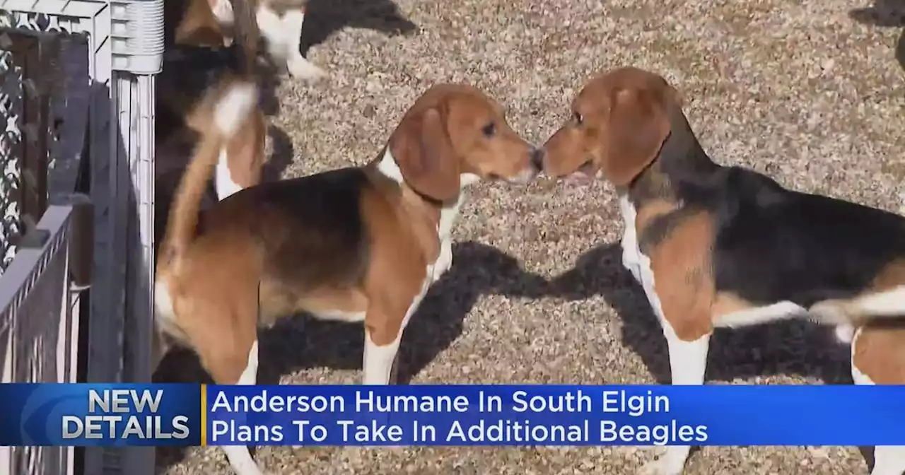 Anderson Humane Society taking in 75 more beagles after rescuing 100 from Virginia facility