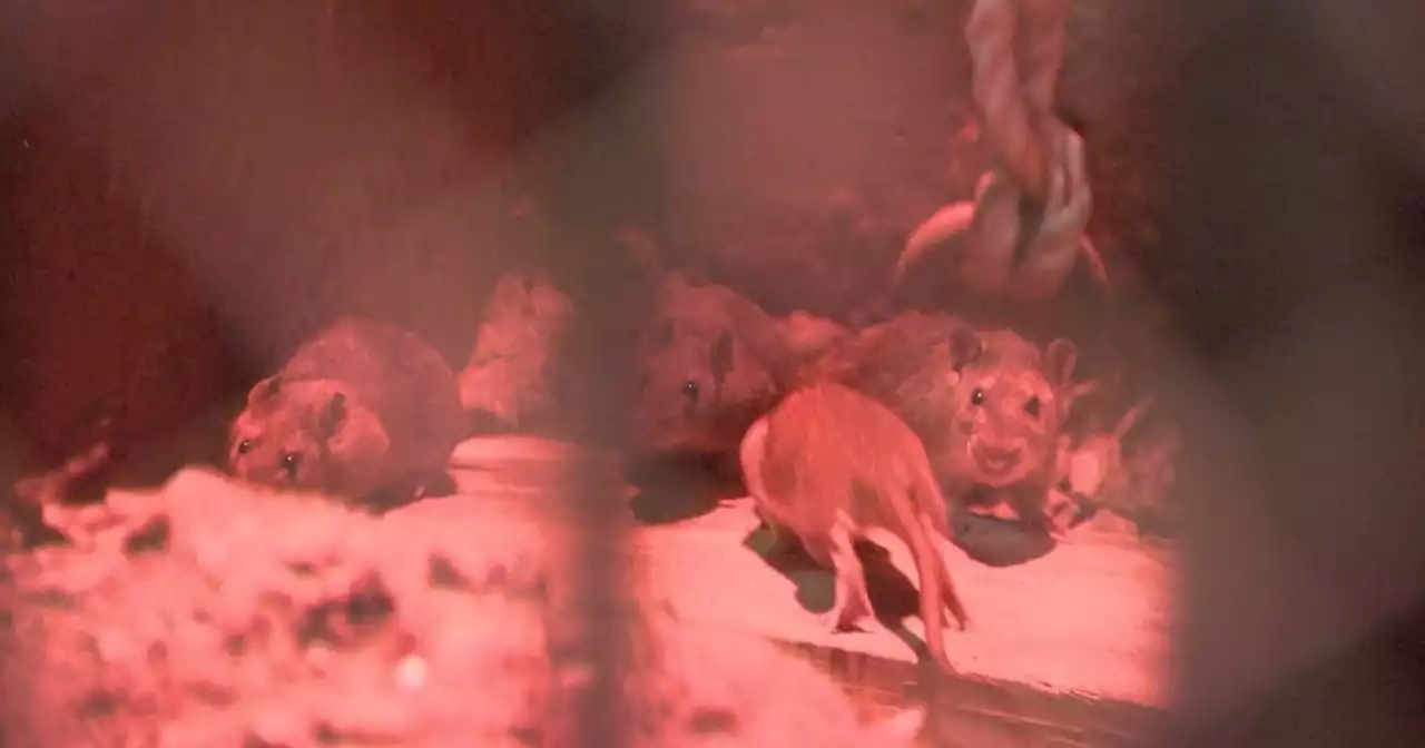 New York City health department offers advice on how to combat rat problems