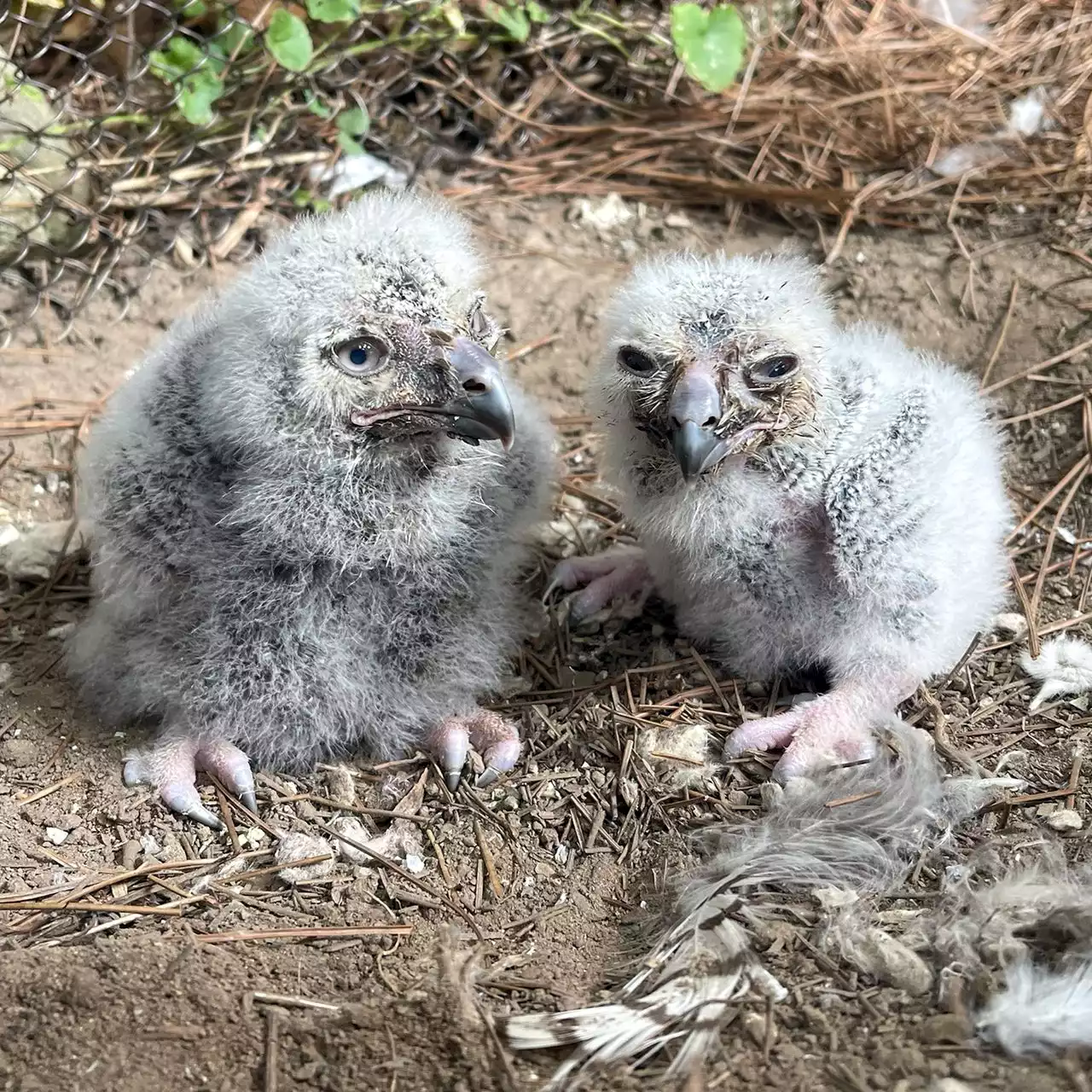 2 snowy owlets die at Akron Zoo less than one month after hatching