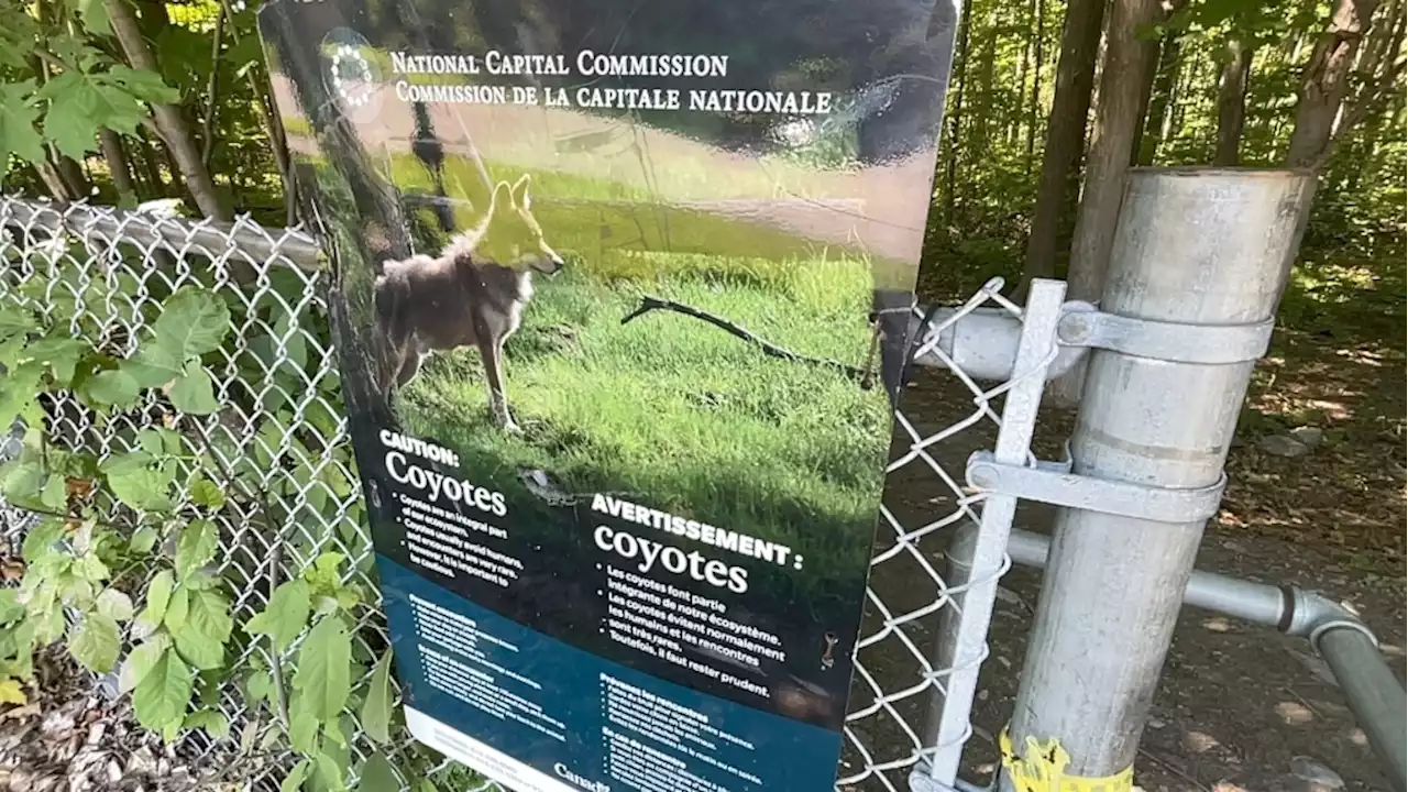 More coyotes spotted in Ottawa neighbourhoods