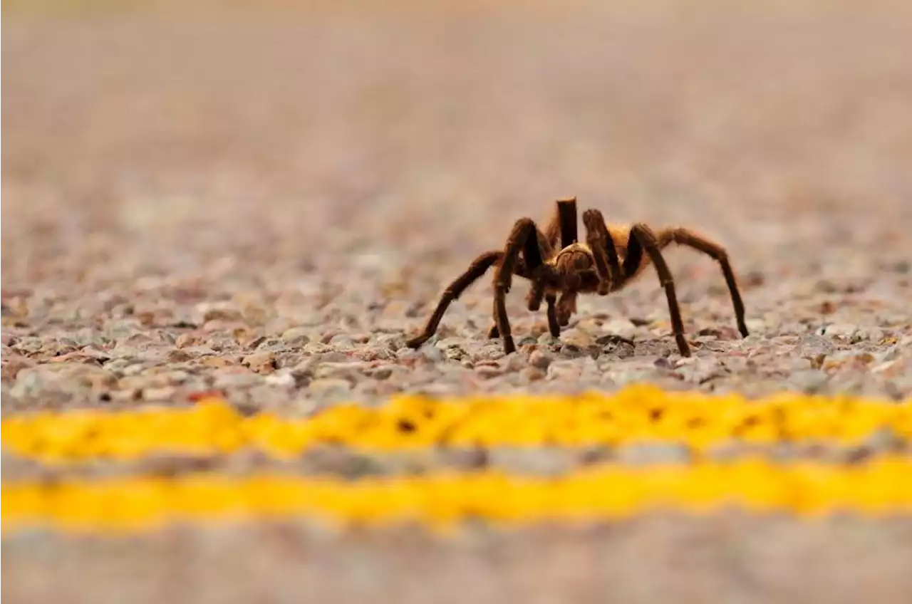 Tarantula tunnels under Colorado highways may promote mating, stop squishing, bug advocates say