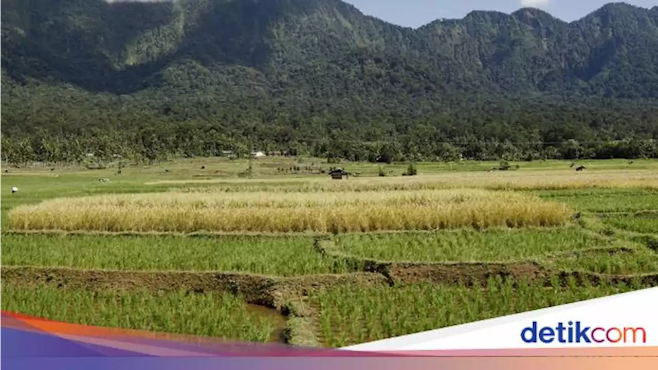 Data Luas Sawah yang Dilindungi di Jawa Barat: Indramayu Terluas!