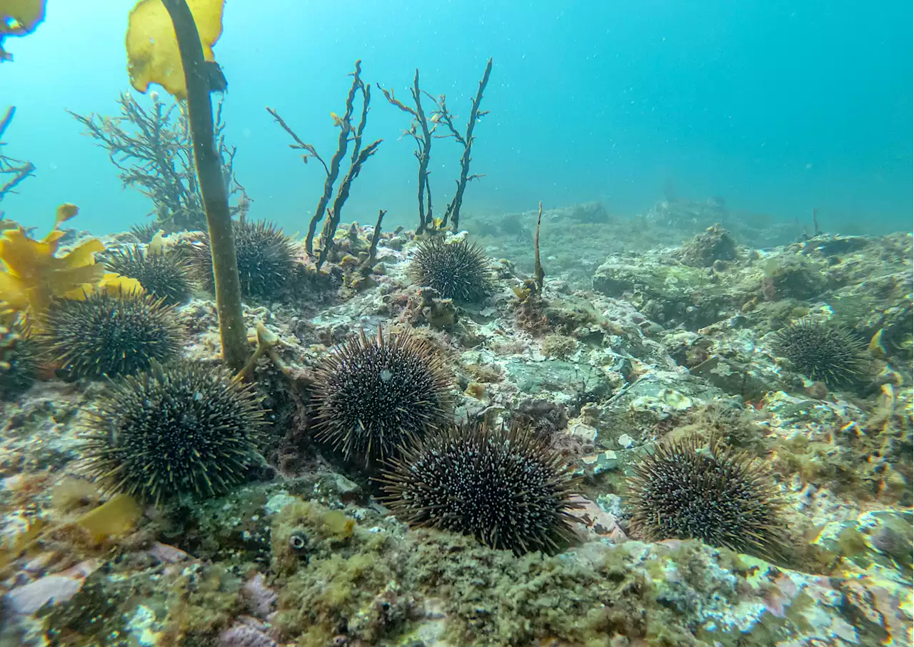 Why Are Sea Urchins So Destructive to Kelp Forests?