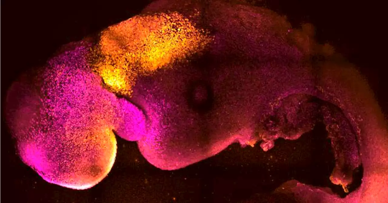 Scientists use stem cells to create synthetic mouse embryos