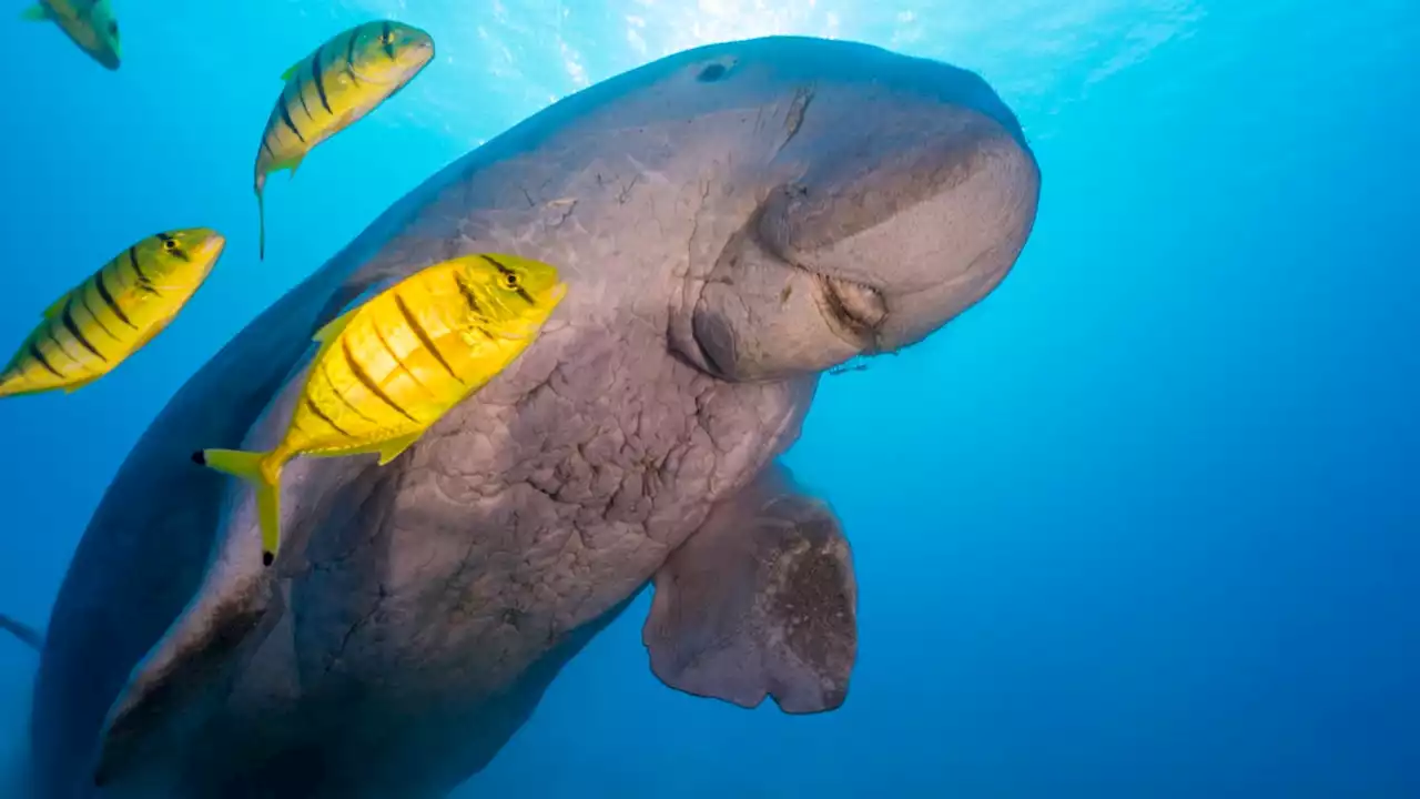 Dugongs, Beloved Vegetarian 'Mermaids,' Declared Extinct Near China