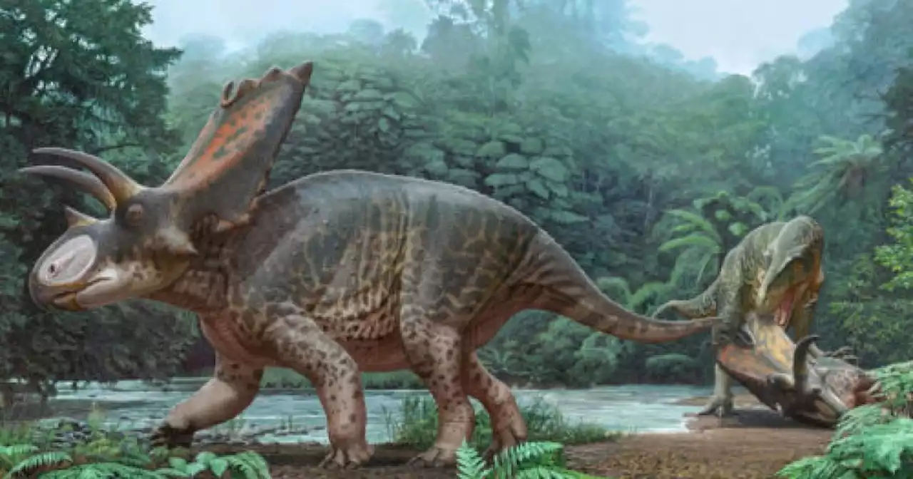 A New Two-Horned Dinosaur Species Was Found In New Mexico