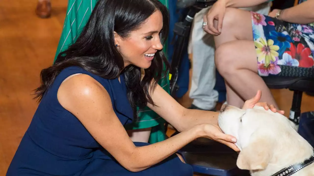 Prince Harry and Meghan Markle Have Adopted a Rescue Beagle Named Mamma Mia