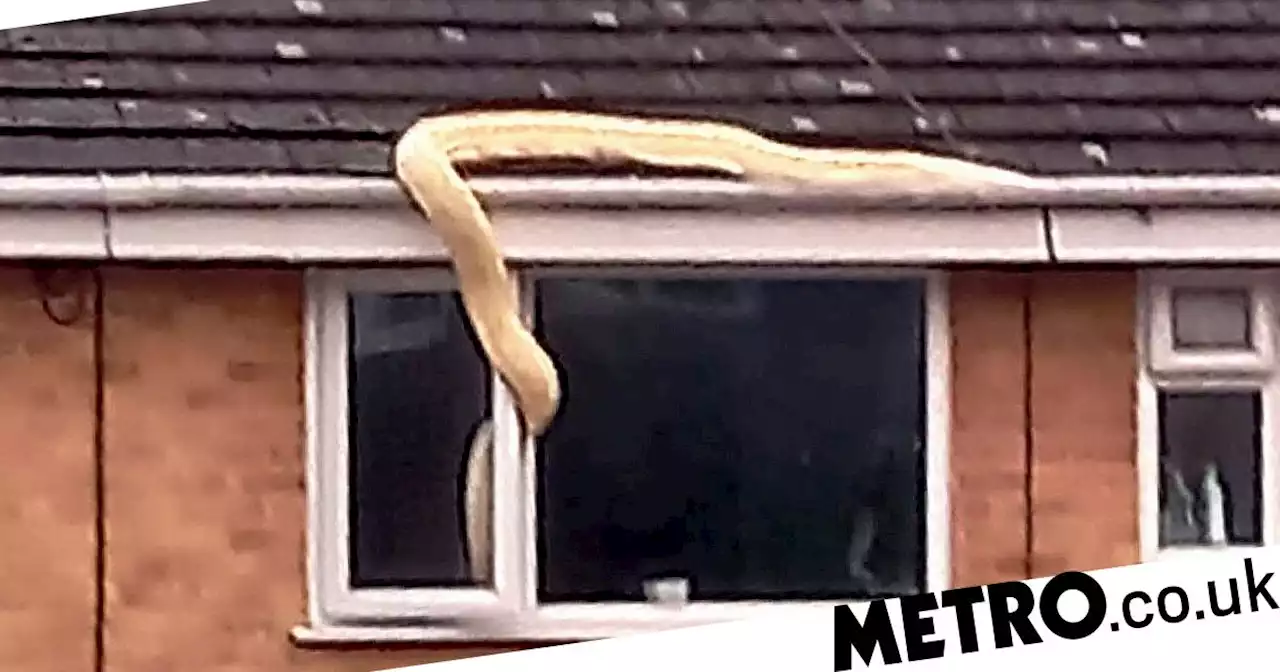 Huge python slithers across roof and tries to get into open bedroom window