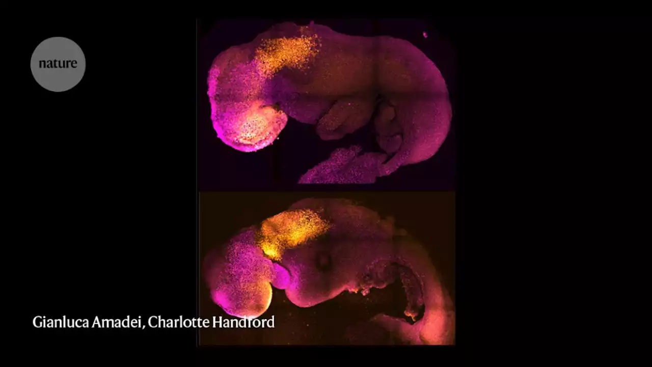 Mouse embryos grown without eggs or sperm: why and what’s next?