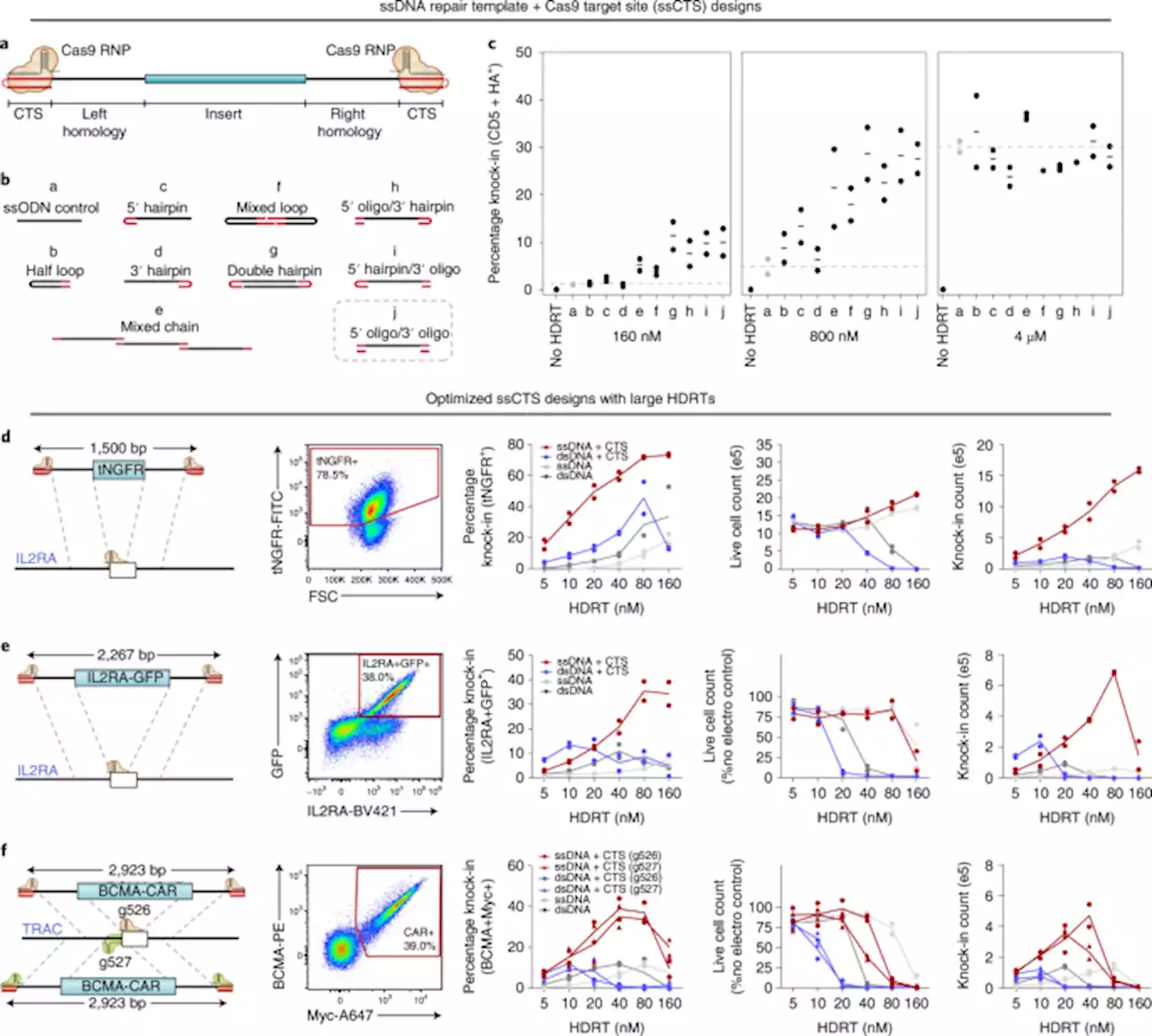 High-yield genome engineering in primary cells using a hybrid ssDNA repair template and small-molecule cocktails - Nature Biotechnology